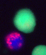 Image of Exocytosis